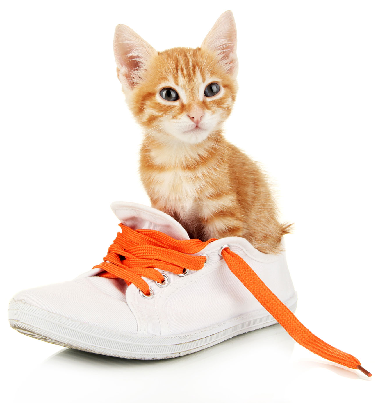 cat shoelaces
