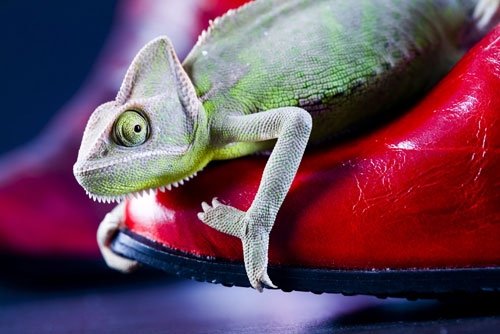 Colorful chameleon on the shoe